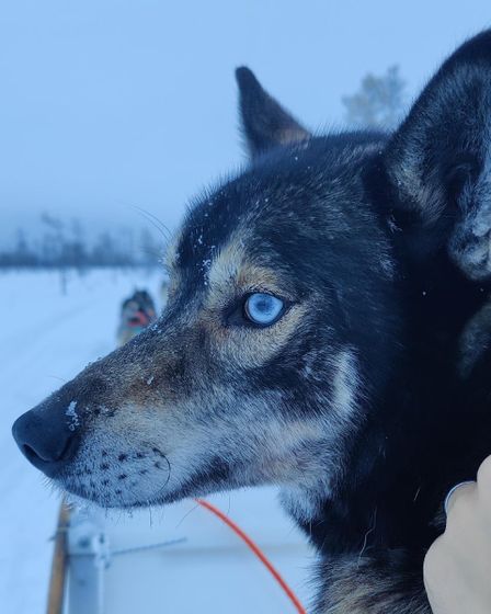 Salla Huskies, Eastern Lapland