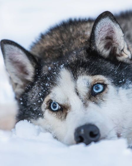 Huskyfarmi, Sallan Huskyt, Itä-Lappi